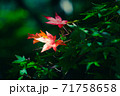 色づき始めた長瀞のもみじ 71758658