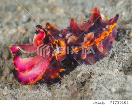 ミナミハナイカ (Flamboyant cuttlefish) 東ティモール 71759105