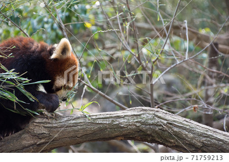 竹の葉を食べるレッサーパンダ 竹の葉を食べるレッサーパンダ 71759213