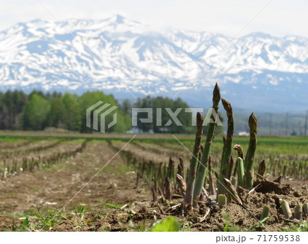 アスパラ畑　美瑛町　北海道 71759538