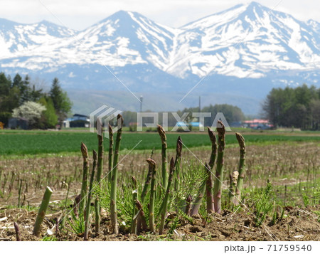 アスパラ畑 美瑛町 北海道 アスパラ畑 美瑛町 北海道 71759540