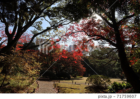 紅葉の季節　六義園 71759607