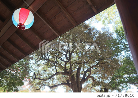 紅葉の季節　六義園 71759610