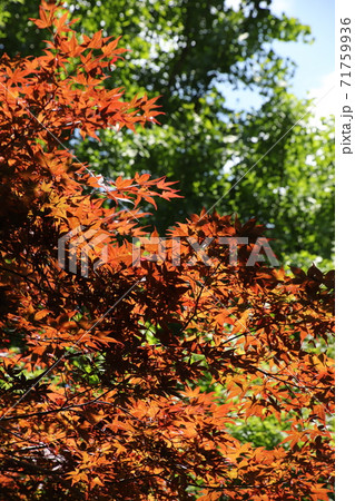 森林（エコイメージ） 71759936