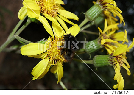 ツワブキの花とコマルハナバチ ツワブキの花とコマルハナバチ 71760120