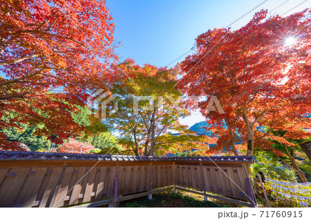 東郷公園秩父御嶽神社の紅葉 71760915