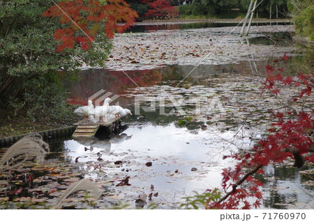 京都　龍安寺　秋　鏡容池　 71760970