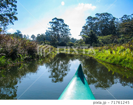 Green natural habitat at Tsiribihina river in Madagascar Green natural habitat at Tsiribihina river in Madagascar 71761245