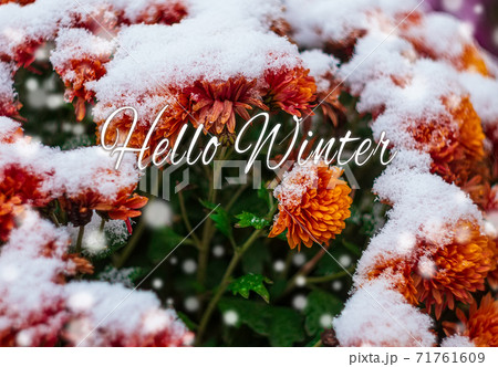 Blooming purple chrysanthemum flowers with fresh white snow. Frozen flowers with frost in the garden. Wintry wallpaper. 71761609