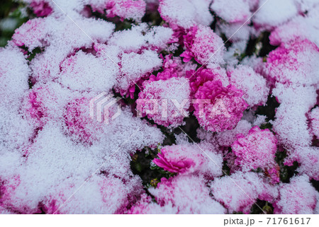 Blooming purple chrysanthemum flowers with fresh white snow. Frozen flowers with frost in the garden. Wintry wallpaper. 71761617
