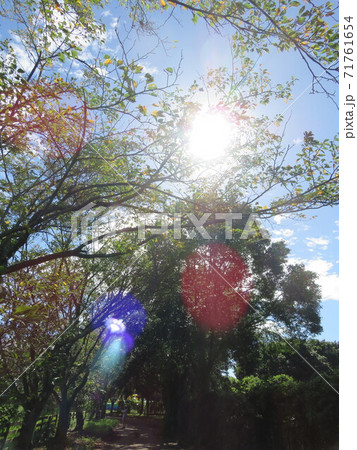 夏の青葉の間から降り注ぐ眩しい陽の光の写真素材