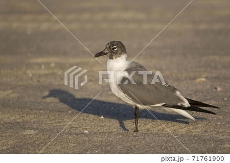 Laughing Gull, Leucophaeus atricilla, relaxing 71761900