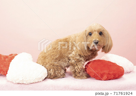 ピンクバックとハートと犬の写真素材