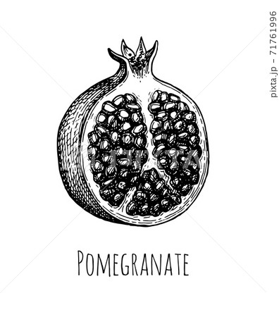 Pomegranate. Sketch. Stock Vector | Adobe Stock