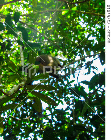 Ring tailed Lemur at their natural green habitat in Madagascar. Ring tailed Lemur at their natural green habitat in Madagascar. 71762010