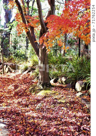 千葉県立柏の葉公園の秋 71762254