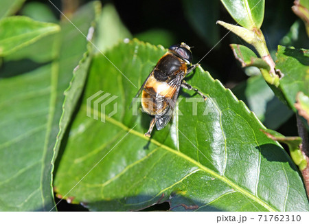 茶葉に止まるオオハナアブ 71762310