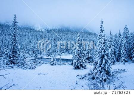 Snowy forest in mountains. Winter nature landscape with frosty pine trees in mountain valley. Snowy forest in mountains. Winter nature landscape with frosty pine trees in mountain valley. 71762323