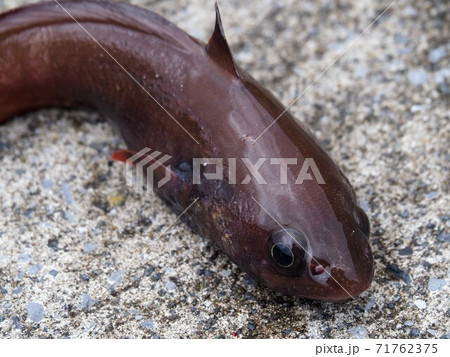 エゾイソアイナメ 71762375