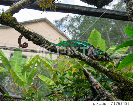 Madagascar endemic panther green chameleon at jungle Lokobe Reserve, Nosy Be in Madagascar 71762452