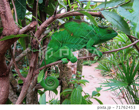 Madagascar endemic panther green chameleon at jungle Lokobe Reserve, Nosy Be in Madagascar 71762453