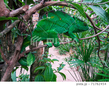 Madagascar endemic panther green chameleon at jungle Lokobe Reserve, Nosy Be in Madagascar Madagascar endemic panther green chameleon at jungle Lokobe Reserve, Nosy Be in Madagascar 71762454
