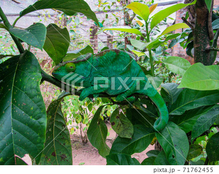 Madagascar endemic panther green chameleon at jungle Lokobe Reserve, Nosy Be in Madagascar Madagascar endemic panther green chameleon at jungle Lokobe Reserve, Nosy Be in Madagascar 71762455