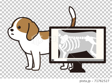 X-ray and dog Beagle Dog Animal Hospital X-ray and dog Beagle Dog Animal Hospital 71762527