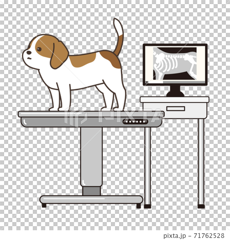 X-ray and dog Beagle Dog Animal Hospital 71762528