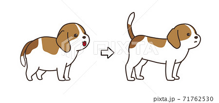 ダイエットをした犬 Before And After ビーグル犬のイラスト素材