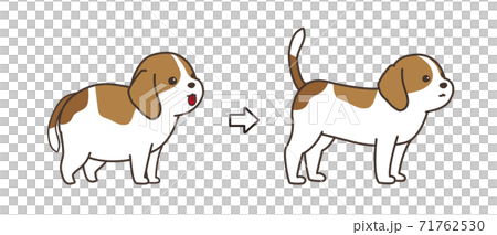 ダイエットをした犬　before and after　ビーグル犬 71762530
