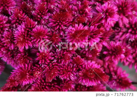 Beautiful decorative red Chrysanthemums, sometimes called mums or chrysanths, flowers in the autumn garden. Flora and flowers, Love and romance concept. Selective of focus. 71762773