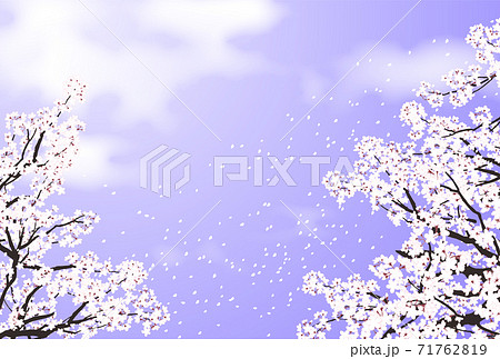 桜 桜吹雪 紫のイラスト素材
