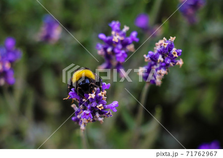 Close-up of lavender flower on a summer day in the garden. Close-up of lavender flower on a summer day in the garden. 71762967