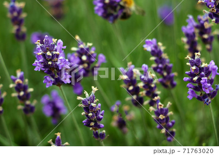 Closeup image of violet lavender flowers in the field in sunny day. Closeup image of violet lavender flowers in the field in sunny day. 71763020