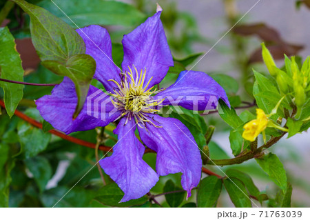 blue clematis blooming in the garden, nature. 71763039