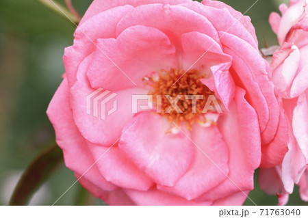 Red rose on the branch in the garden, spring or summer. 71763040