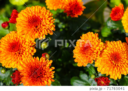 This is a beautiful pink chrysanth. Chrysanthemums. 71763041