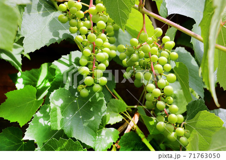 Ripe grapes. Harvest the young wine. The background of green grapes. 71763050