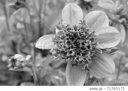 common zinnia buds in the garden black and white photo. 71763171