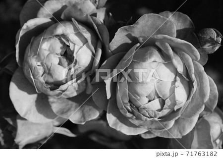 Rose buds in the garden black and white photo. 71763182
