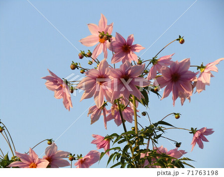 青空にそびえるコウテイダリア桃色の花 71763198