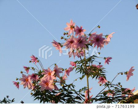 青空にそびえるコウテイダリア桃色の花 青空にそびえるコウテイダリア桃色の花 71763199
