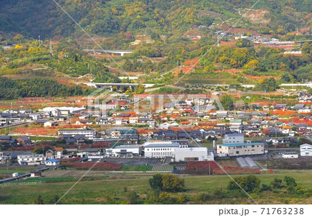 柿畑の紅葉 和歌山県伊都郡かつらぎ町 柿畑の紅葉 和歌山県伊都郡かつらぎ町 71763238