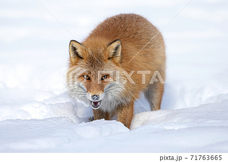 キタキツネ 冬 雪の中 北海道 の写真素材