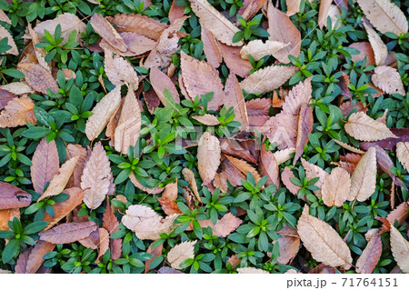 イヌツゲの生垣の上に散った茶色い落葉 71764151