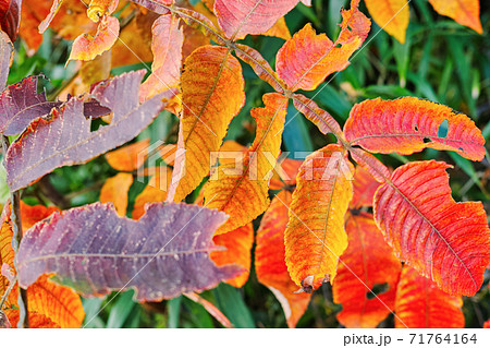 鮮やかなヌルデの紅葉 71764164
