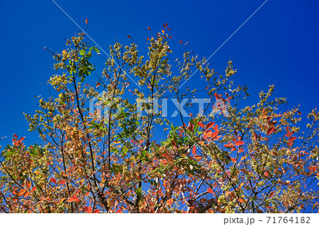 青空背景の下から見上げた翼果のついたアキニレと思われる木の紅葉 71764182