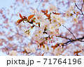 満開の桜 71764196