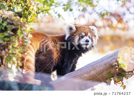 レッサーパンダ 小熊猫 かわいい動物 動物園の人気者の写真素材